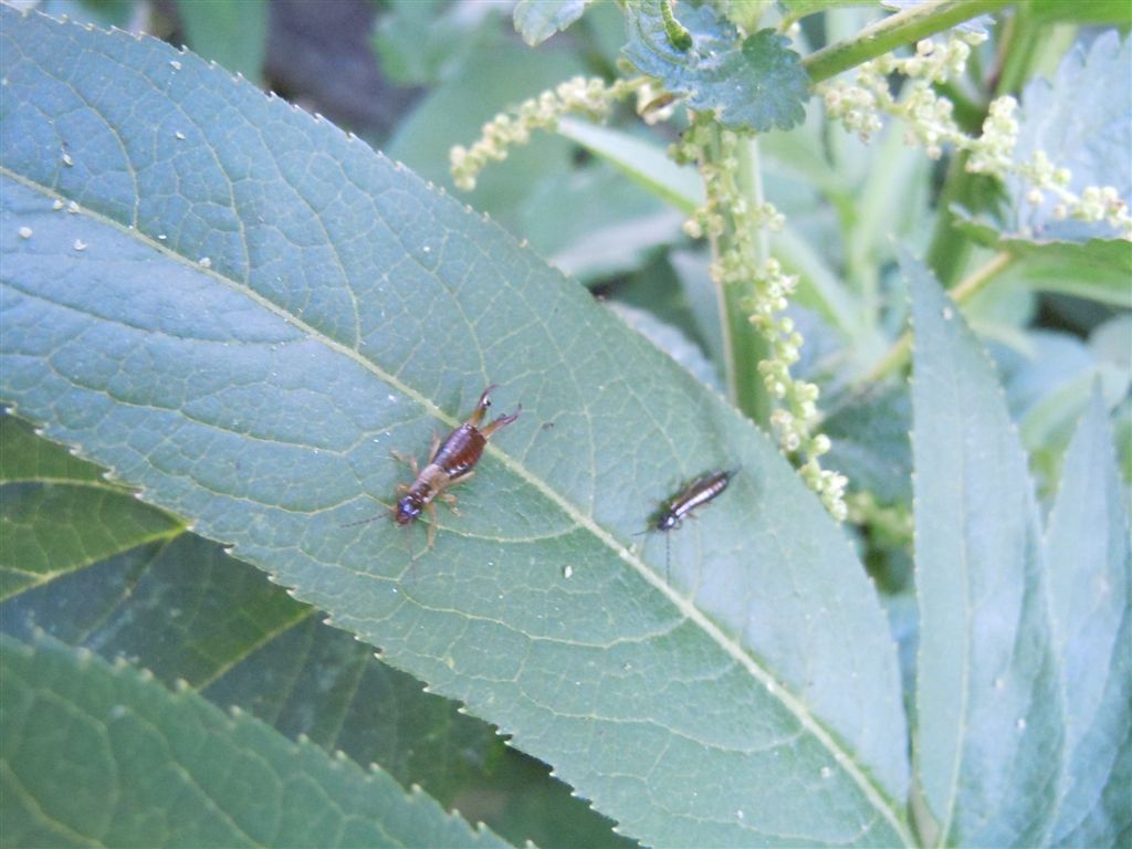 Guanchia pubescens da Agnano (NA)